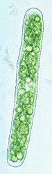 Photo of green alga