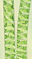 photo of green alga Spirogyra